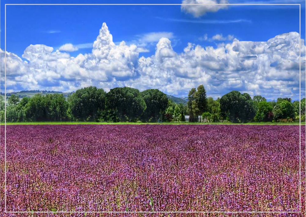 Mare di Salvia