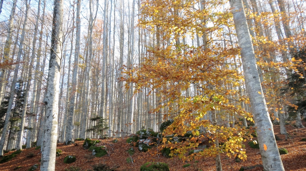 Nel faggeto Nel faggeto