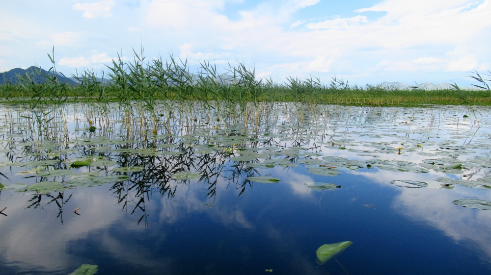 L a palude dello Skadarsko Jezero L a palude dello Skadarsko Jezero