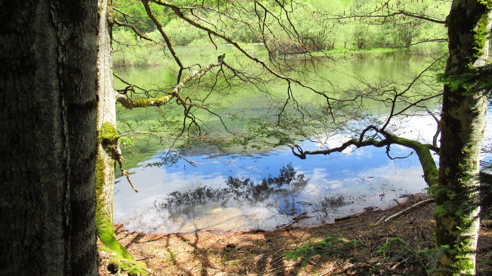 I rami e il lago