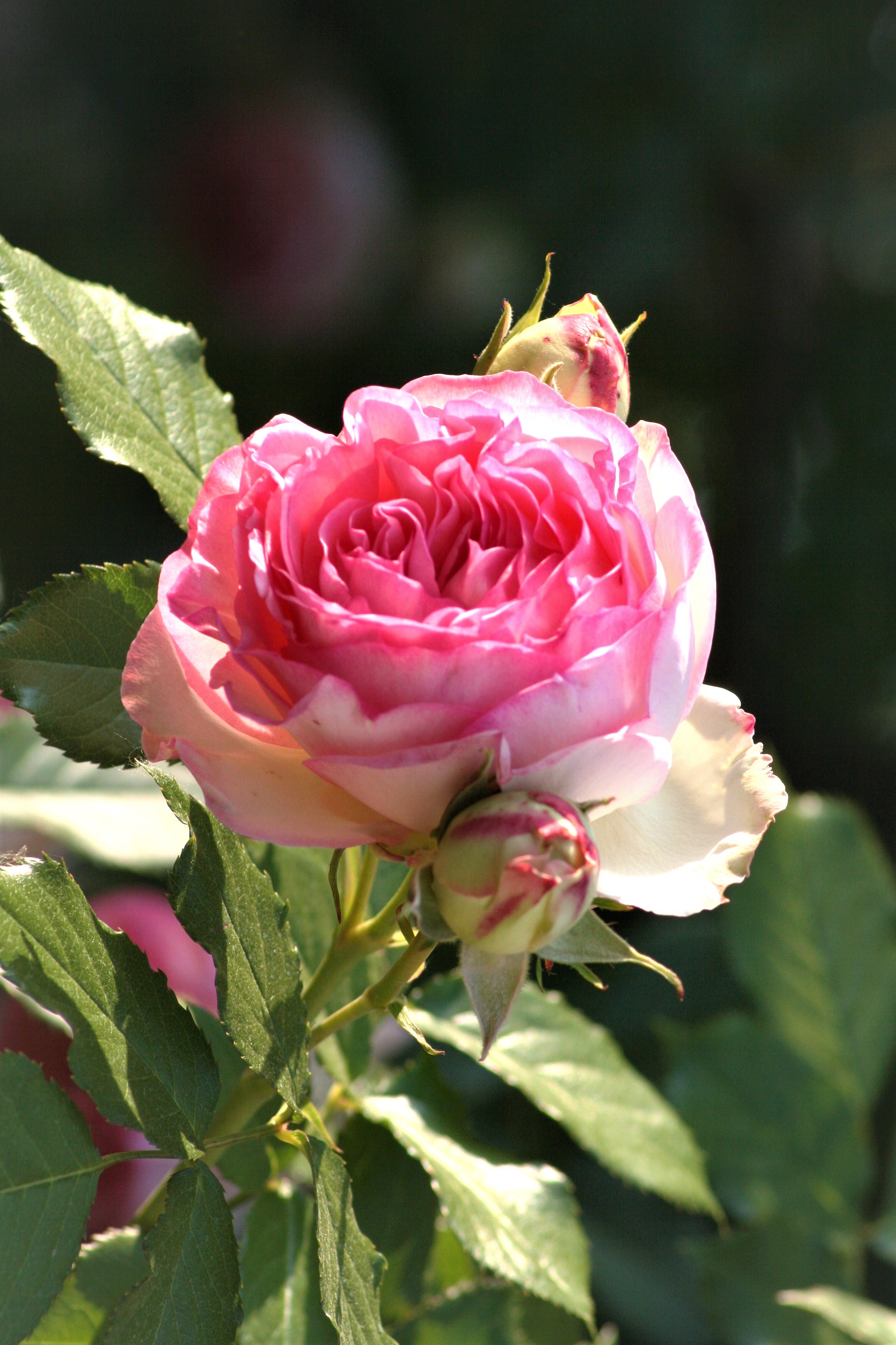 una rosa per tutte le donne del mondo