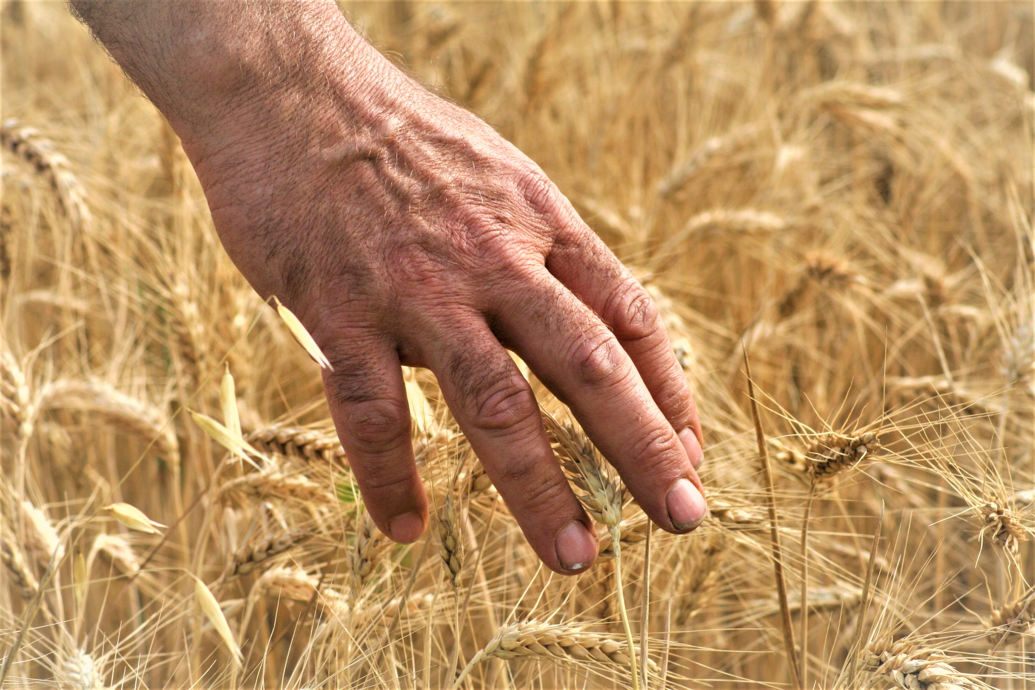 la mano sfiora il pane della vita