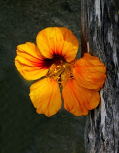 flickr