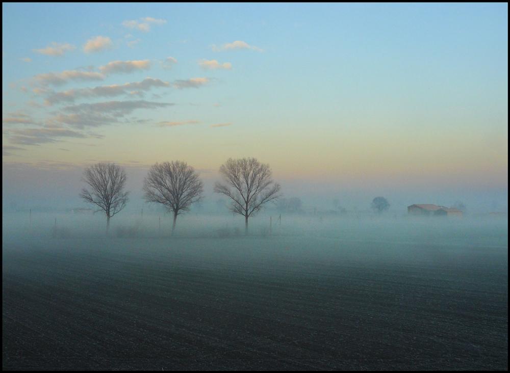 alba alba