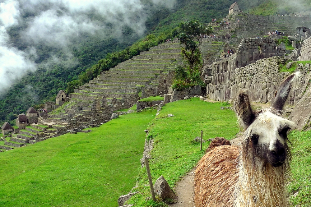 Lama,ritratto Lama,ritratto
