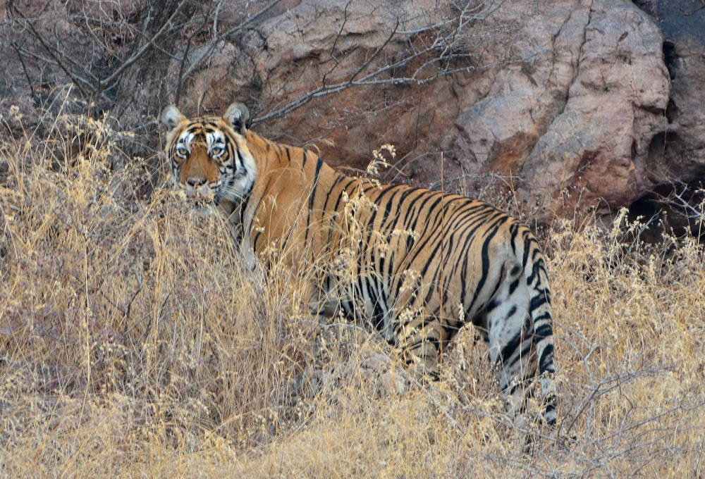 Wild Life. Wild Life.