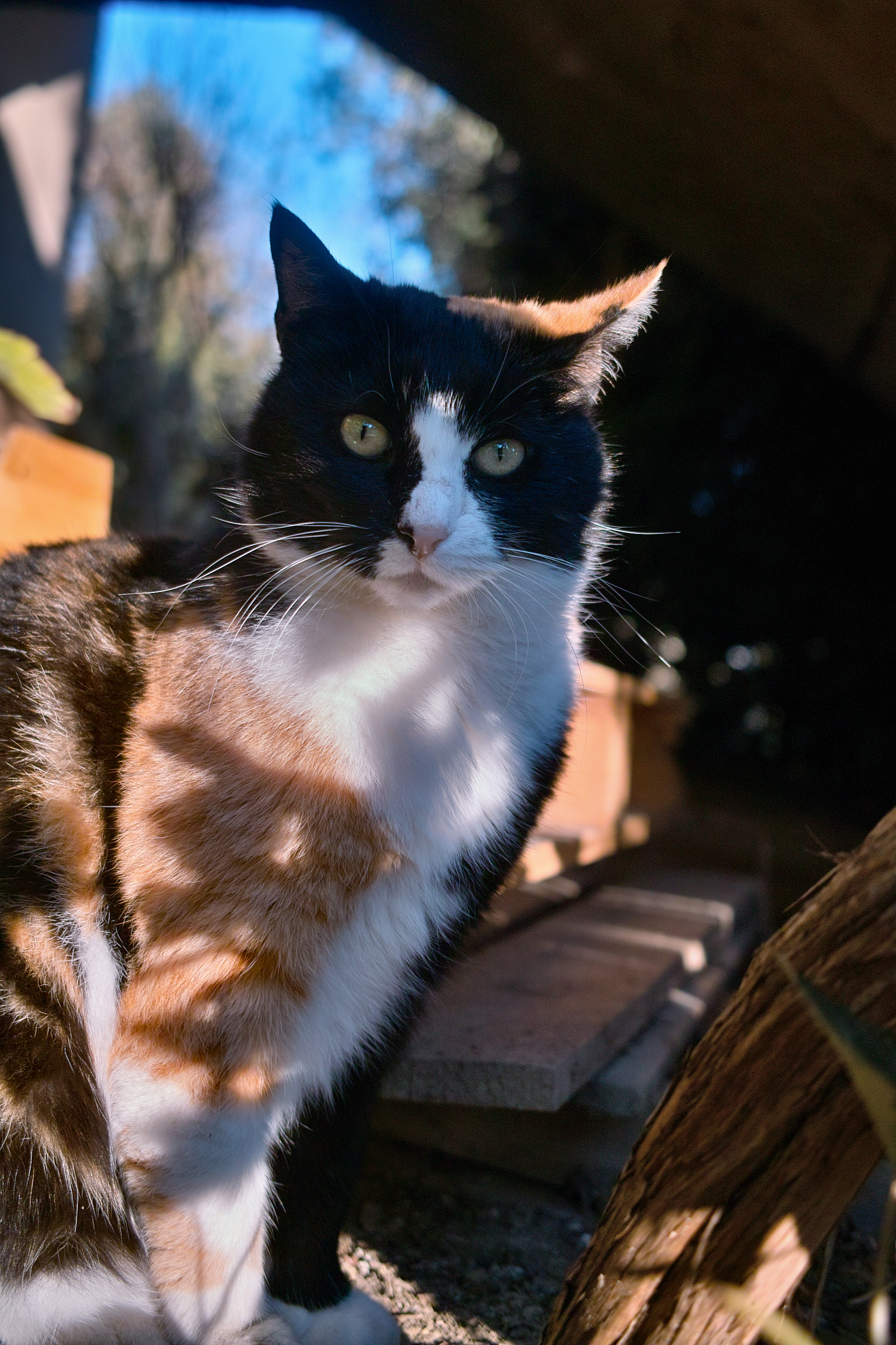 CAT CAT