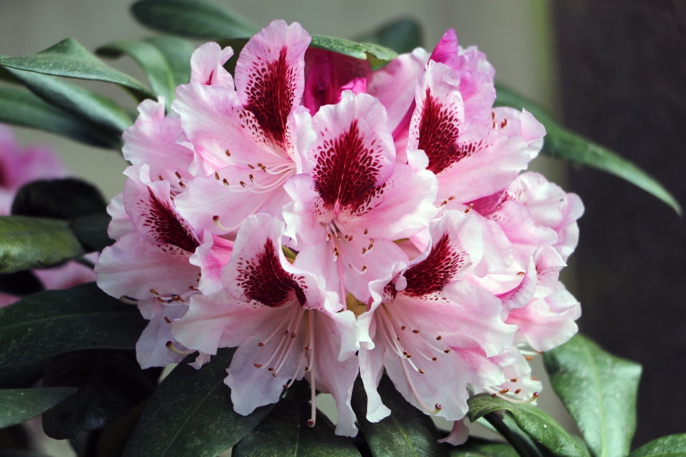 Fiore di rododendro