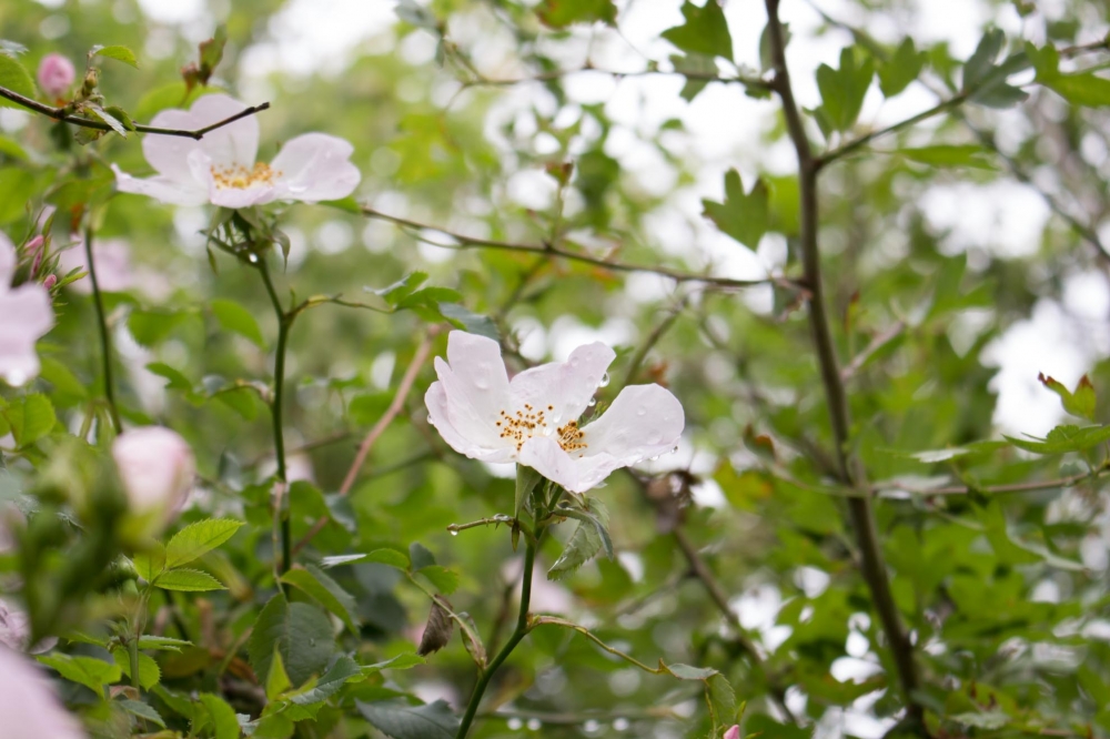 Una lacrima su un fiore