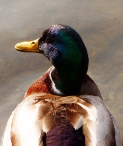 flickr