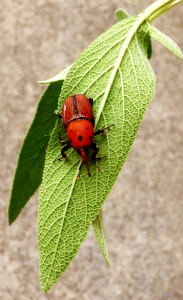 flickr