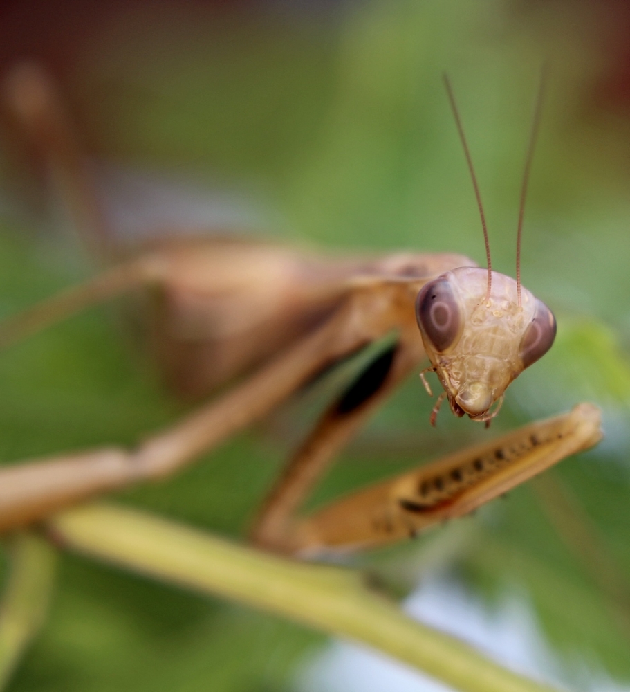 Mantide Religiosa Mantide Religiosa