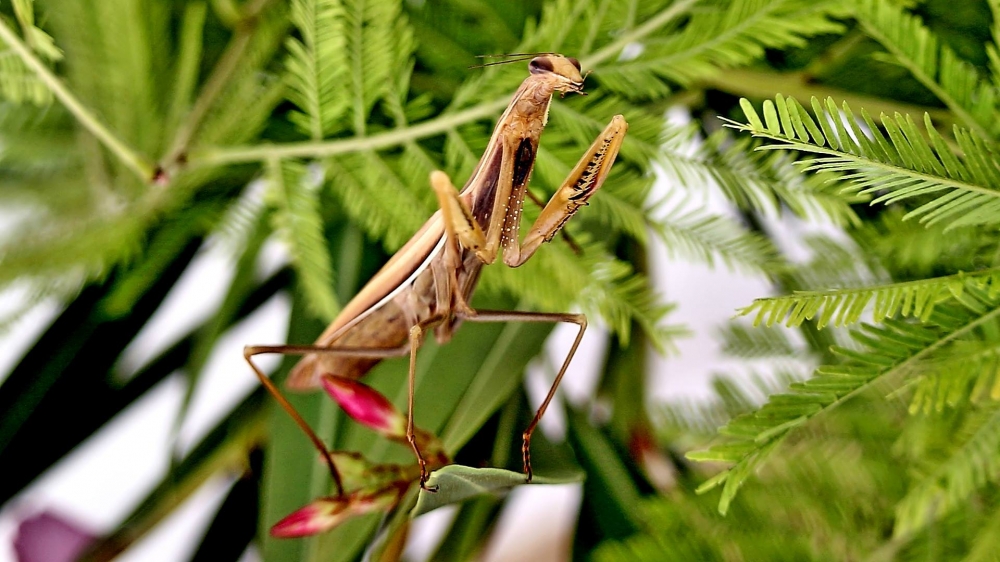 Mantide Religiosa 2 Mantide Religiosa 2