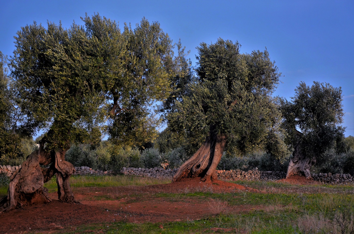 Oro di Puglia