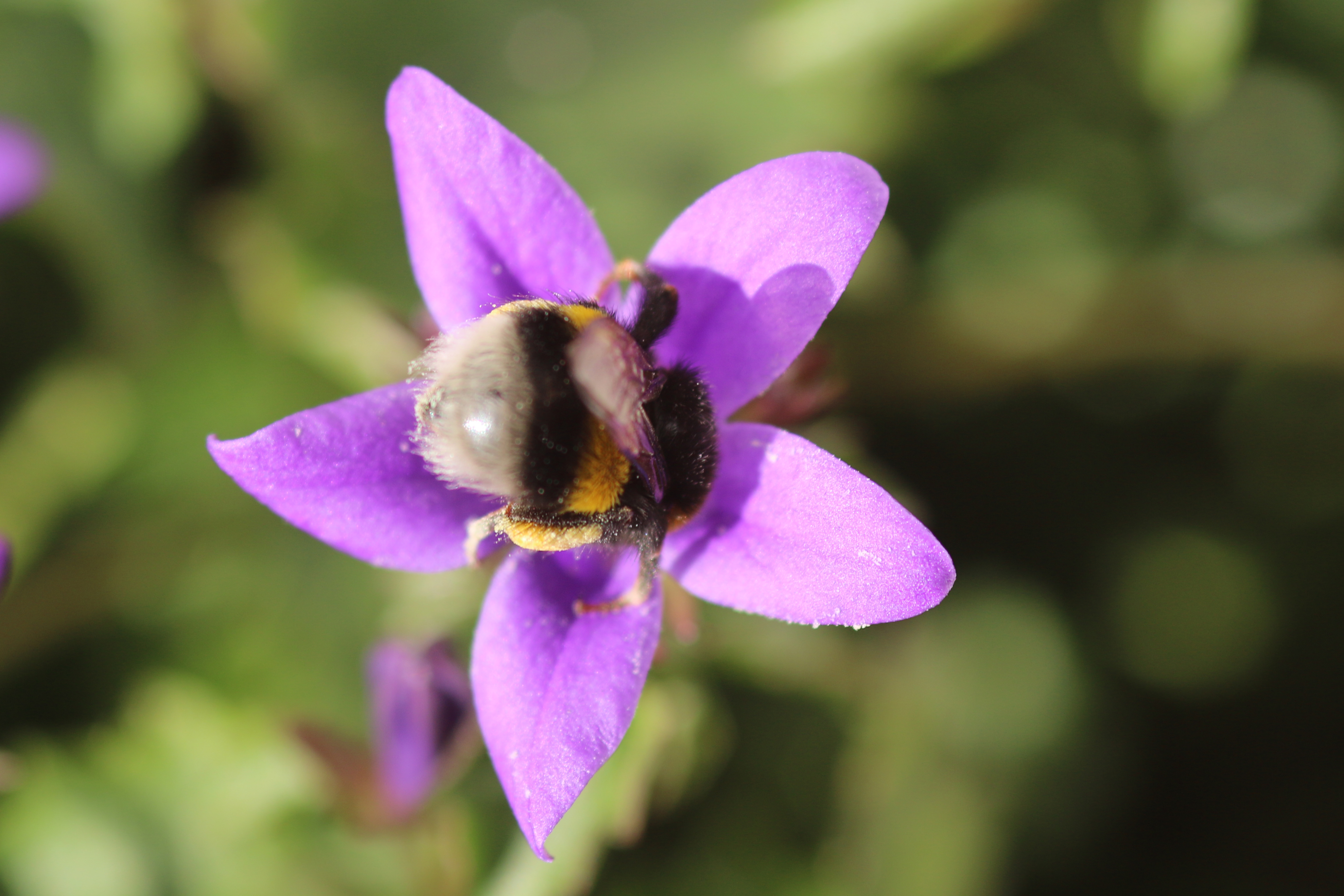 L'impollinazione L'impollinazione