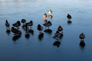 flickr