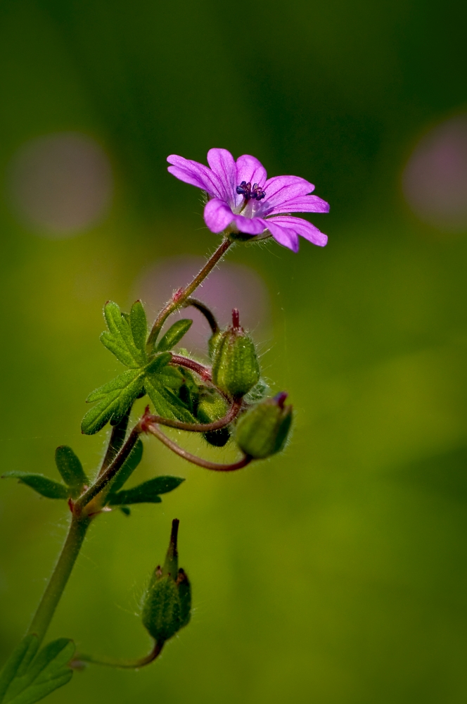 Voglia di primavera