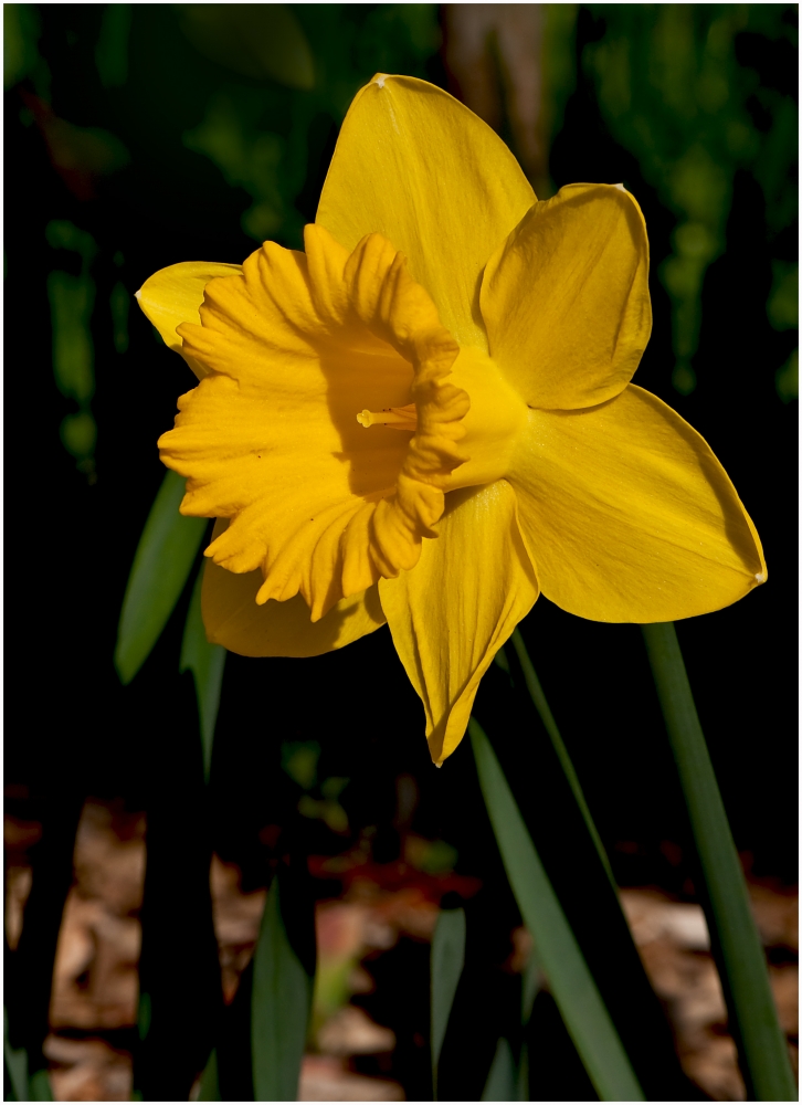 voglia di primavera