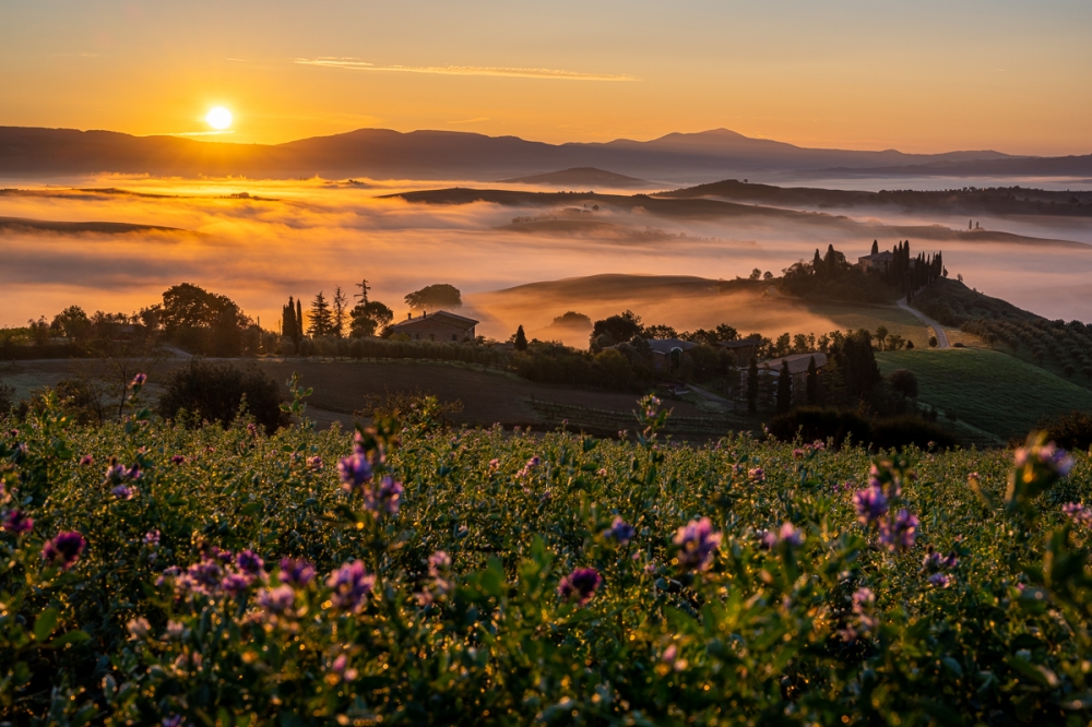 Medicago orcia field