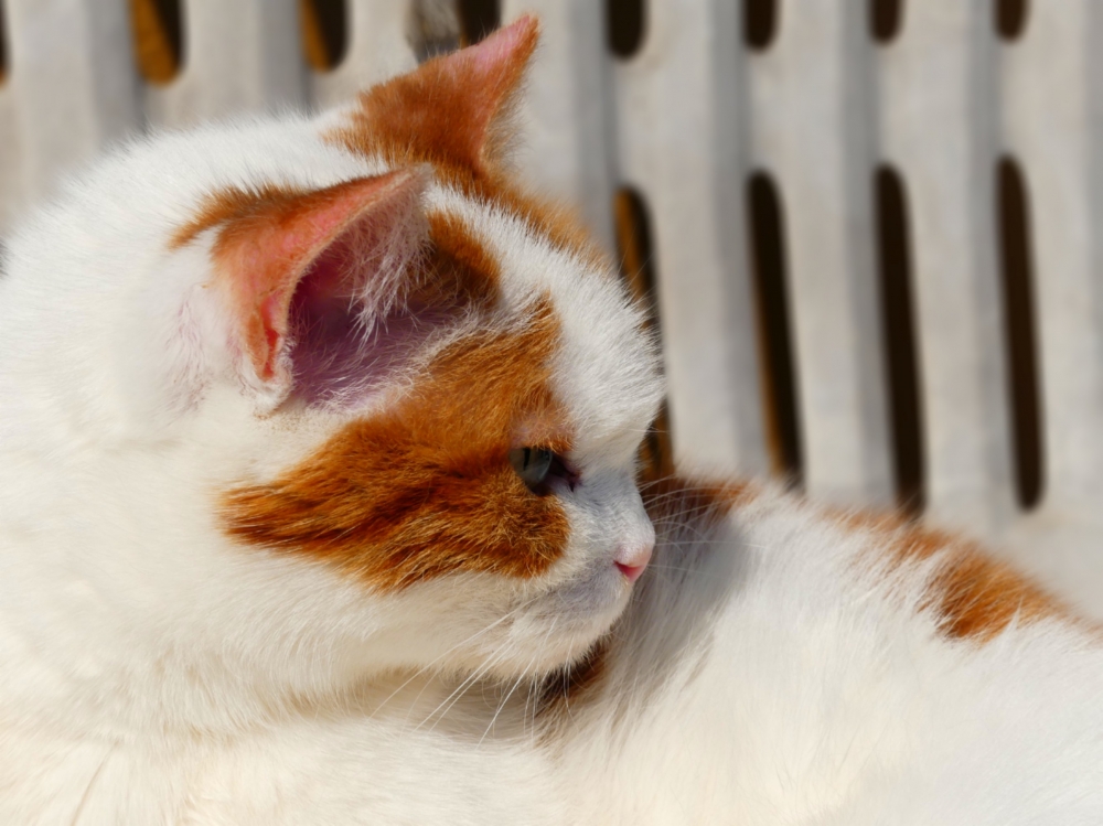 Sguardo Felino