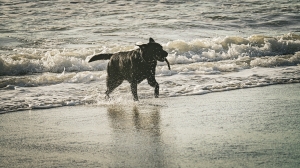 Giocando sulla spiaggia