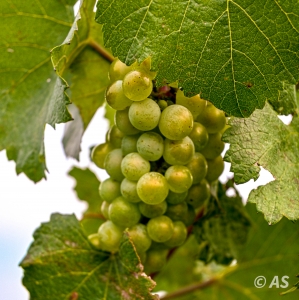 Tra i vigneti di Corte Franca