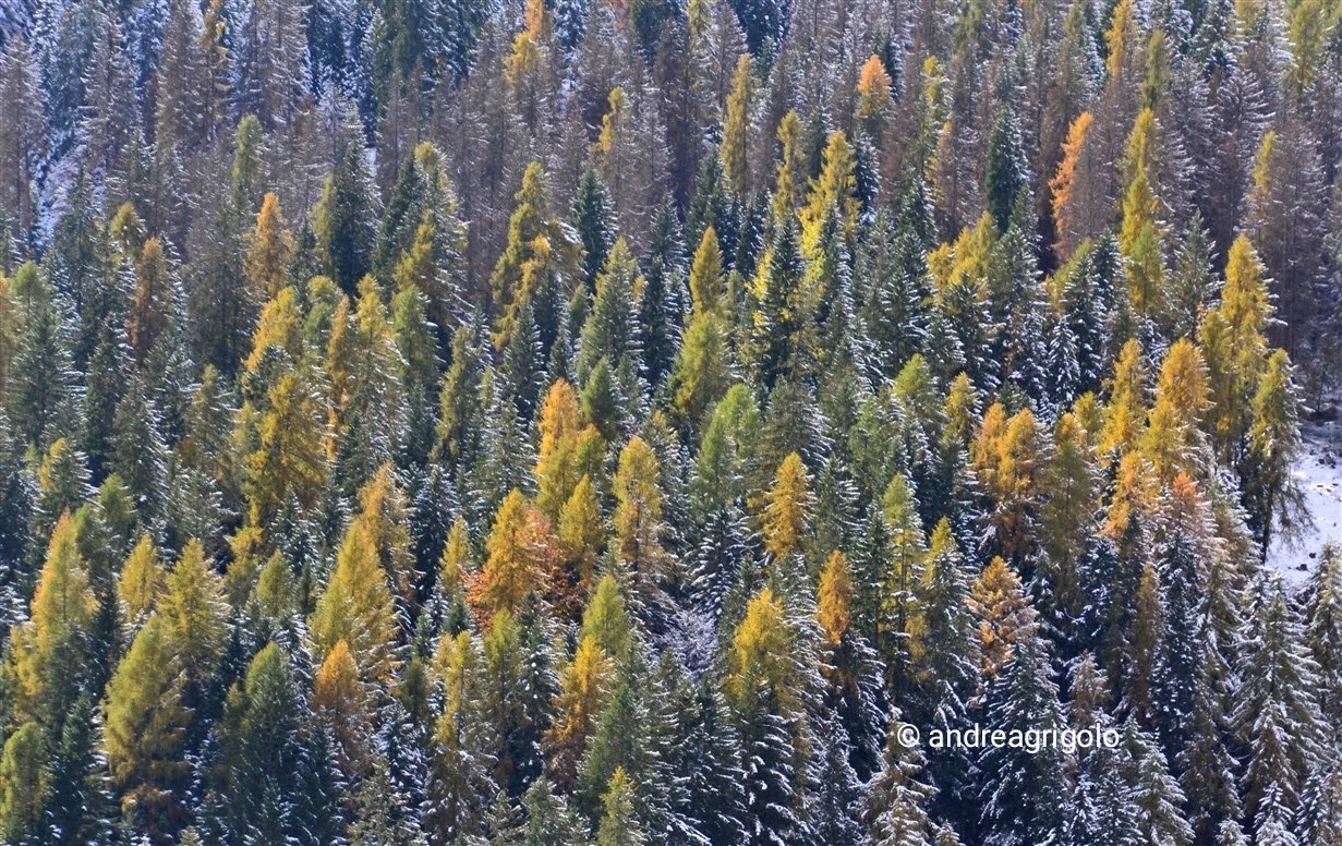 Bosco d'autunno Bosco d'autunno