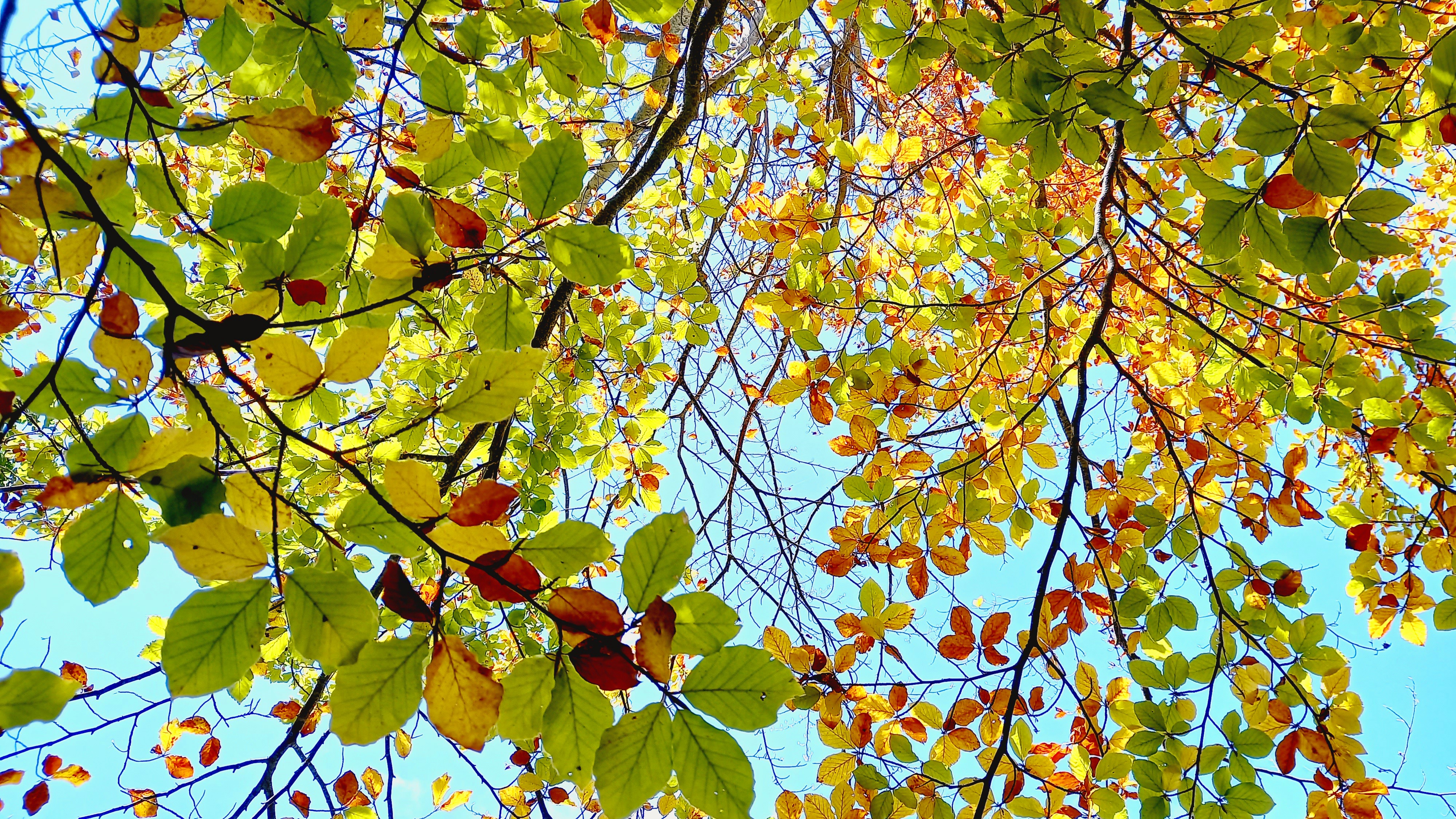 Colors Colors
