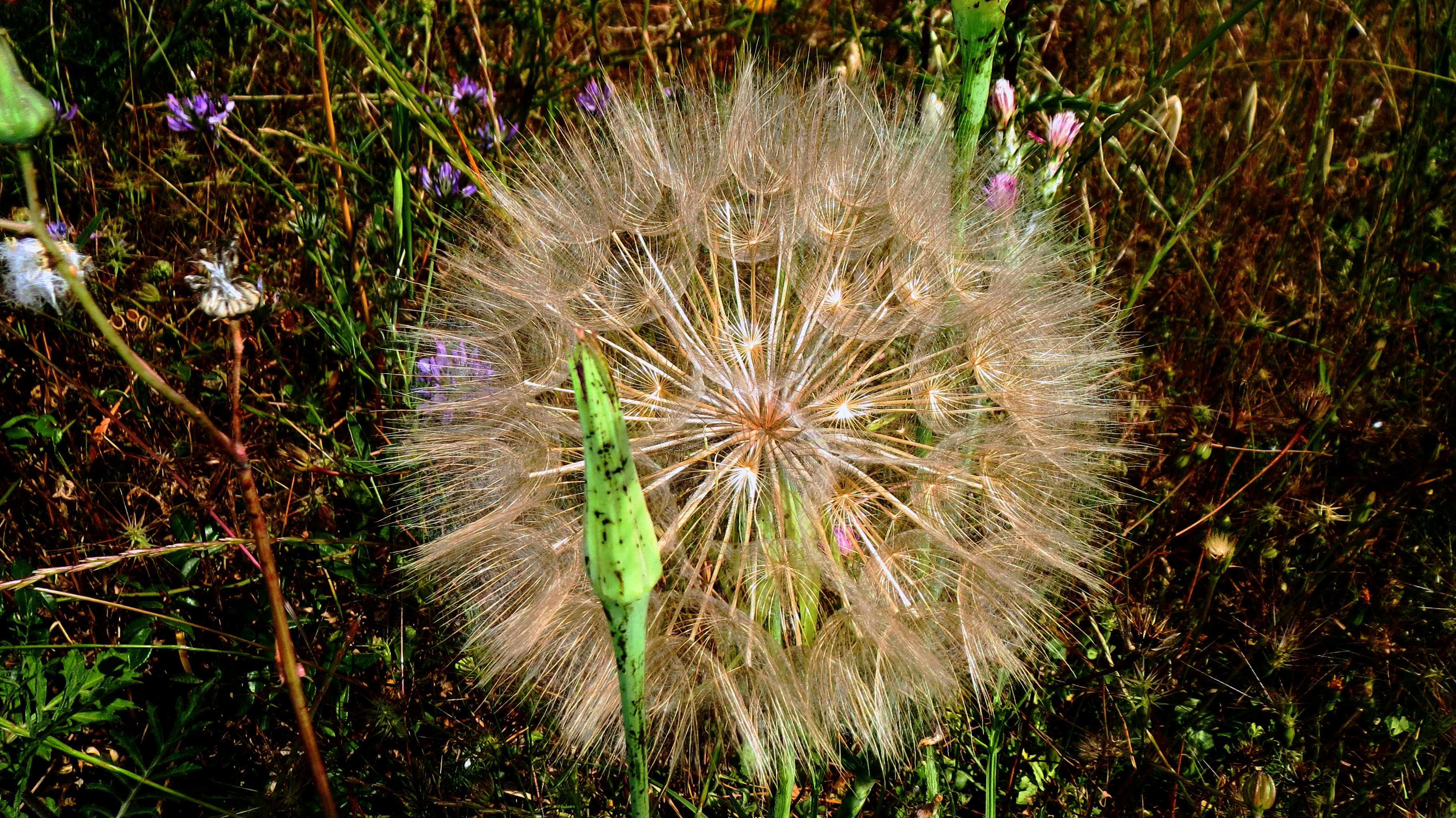 Il soffione Il soffione