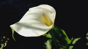 La Calla del mio giardino