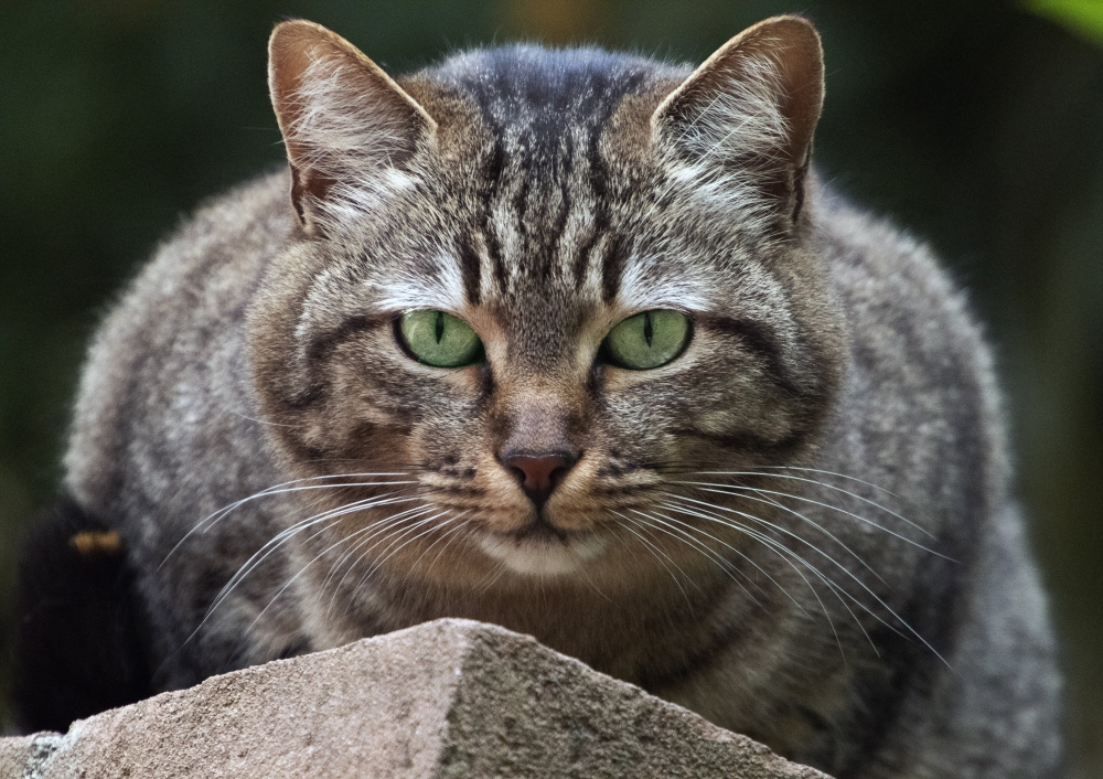 Gattone Gattone
