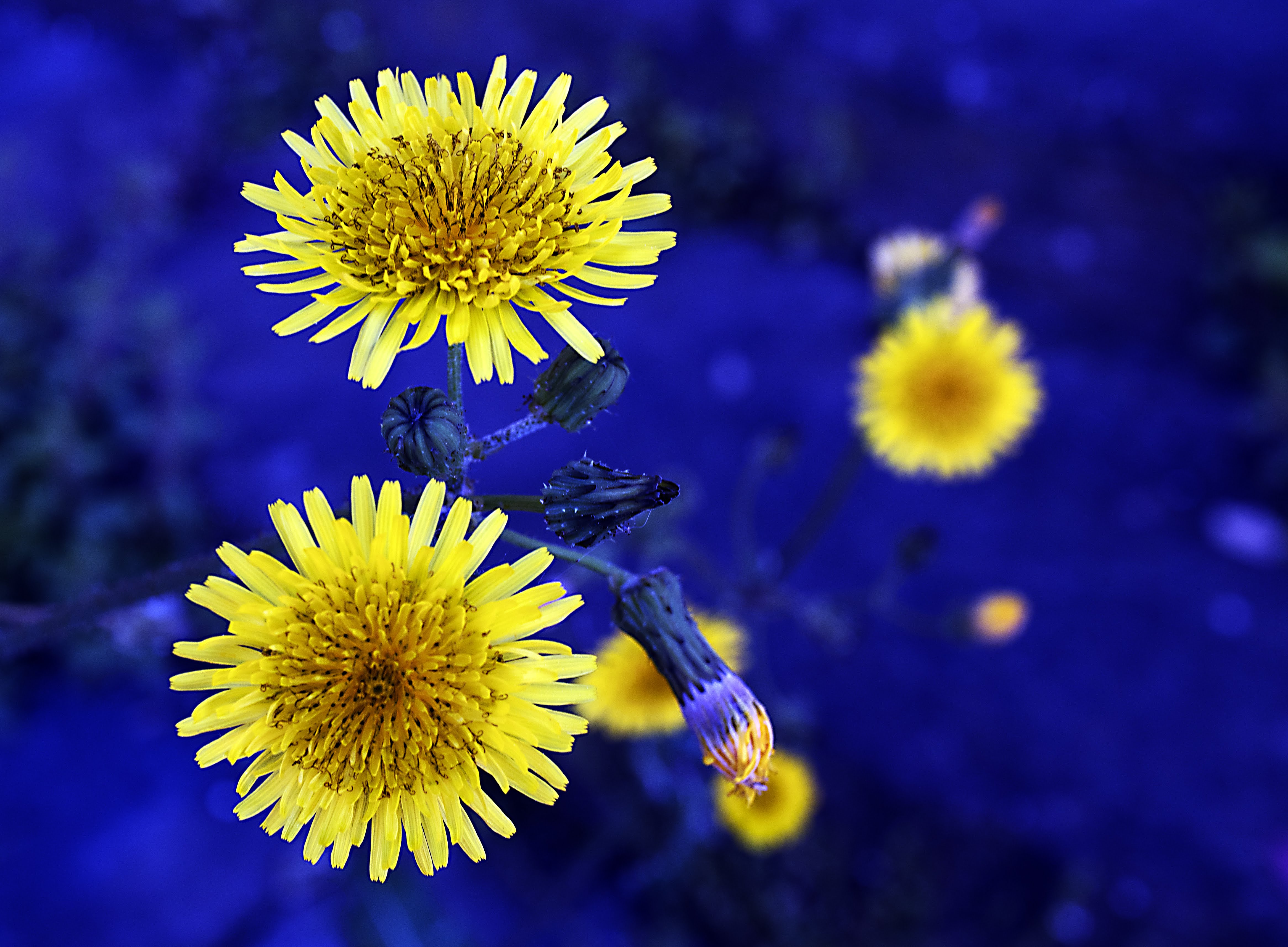 Fiori gialli su blu