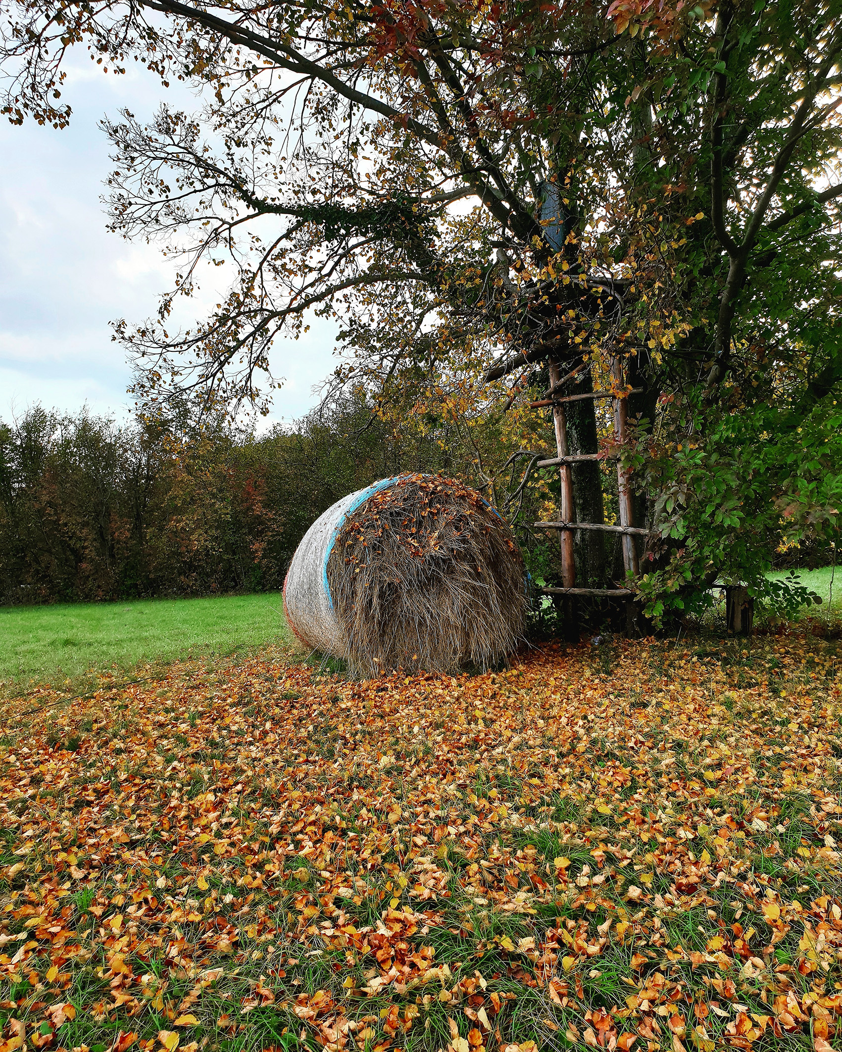 Autunno in carso Autunno in carso