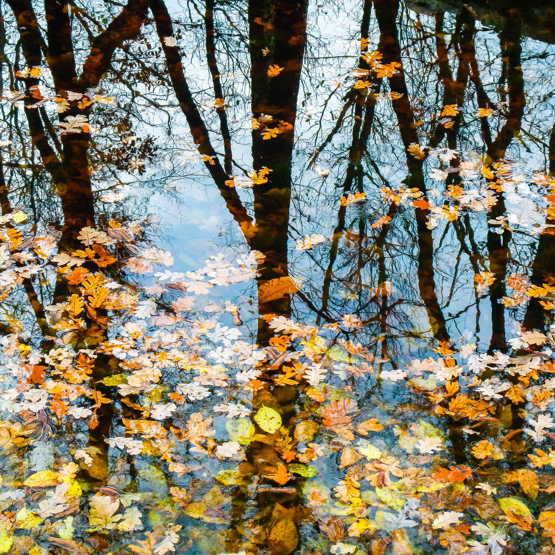 riflessi autunnali riflessi autunnali