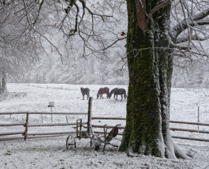 Nevicata in campagna