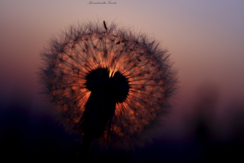 Soffione al tramonto Soffione al tramonto