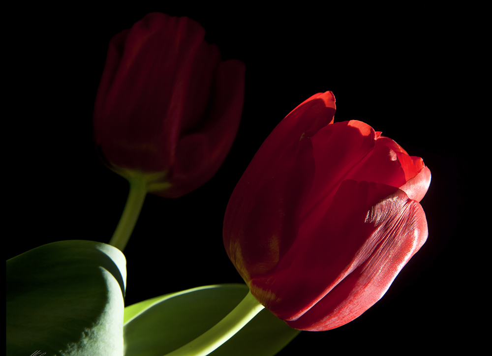 Tulipani Tulipani