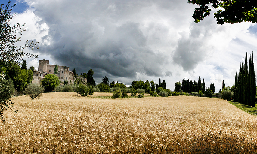 il campo di grano il campo di grano