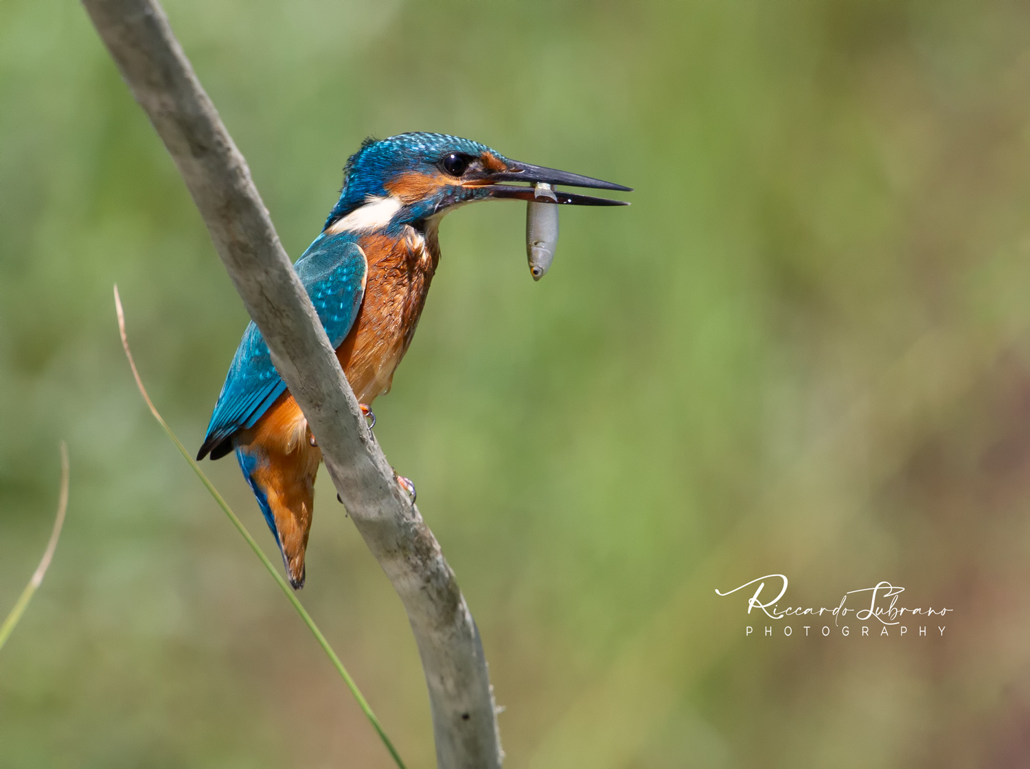 Martin Pescatore con preda Martin Pescatore con preda