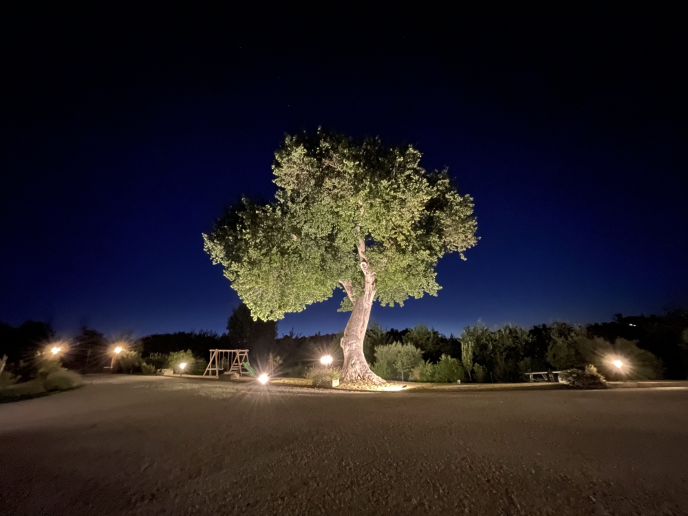 Notturno con quercia Notturno con quercia