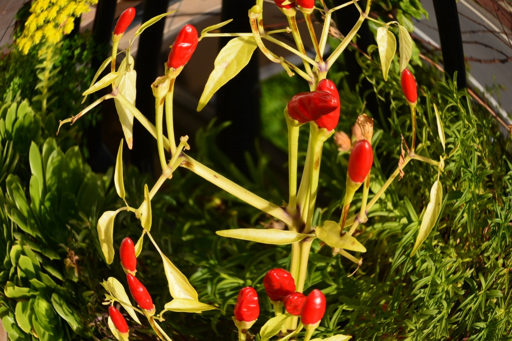 peperoncino... peperoncino...