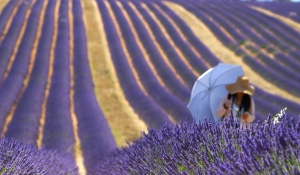 Lavanda in Provenza