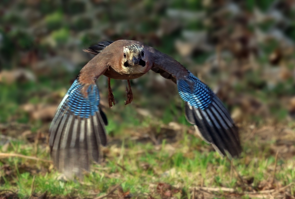 Ghiandaia Ghiandaia