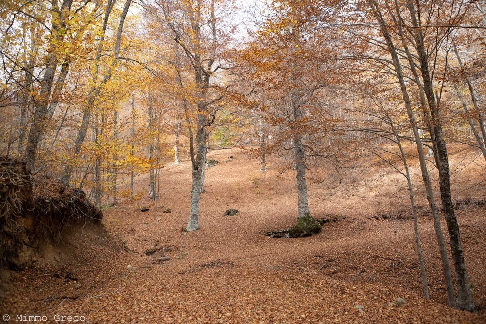 Autumn colors