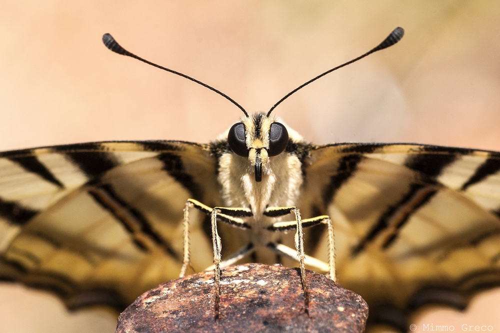 La farfalla spiegò le ali al vento ... ma non le capì