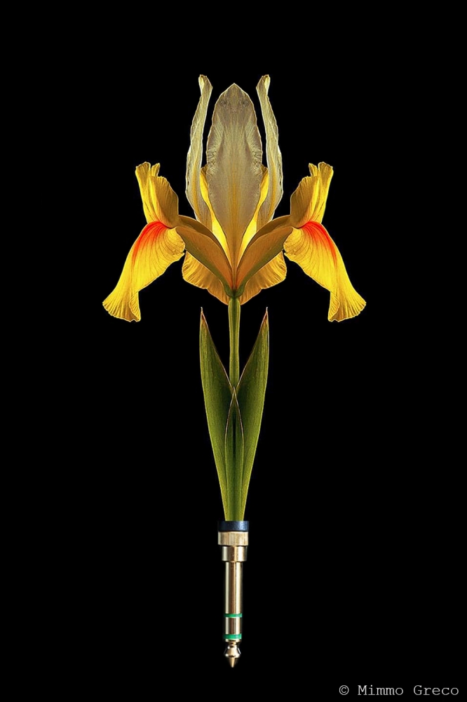 Jack di fiori Jack di fiori