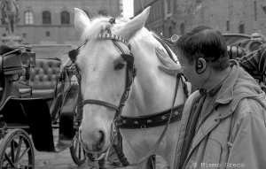 L'uomo che sussurrava ai cavalli