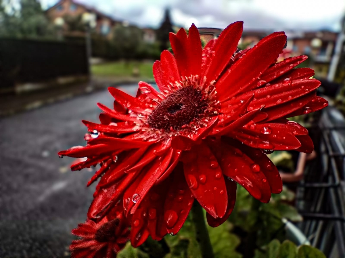 Gerbera