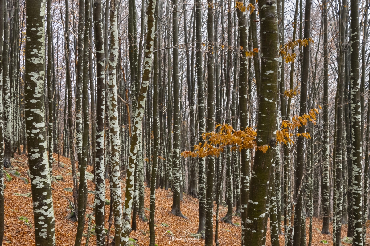 Nel bosco invernale