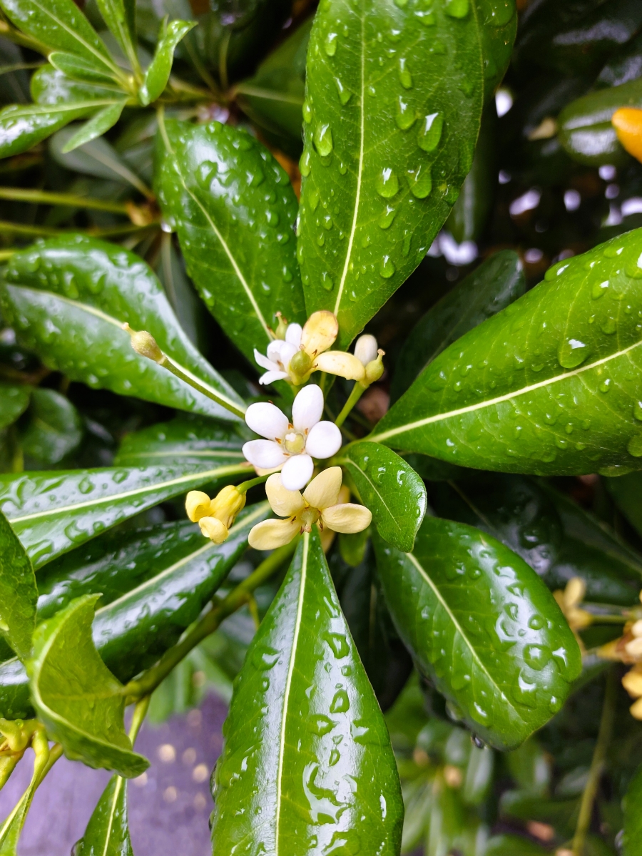 Pittosporum Tobira... Pittosporum Tobira...
